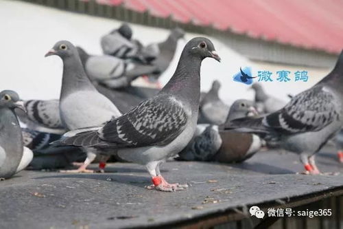 开放空间鸽培育技巧全解析