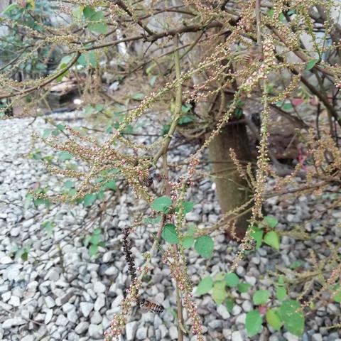 蜜蜂养殖攻略：蜂蜜采集方法全解析