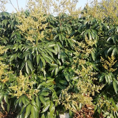 蜜蜂养殖攻略：蜂蜜采集方法全解析