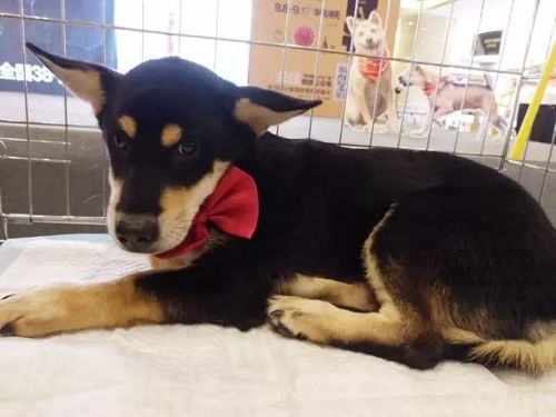 《揭秘！华夏千秋灵犬阁寻犬秘籍，独家攻略助你一网打尽》