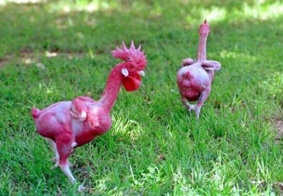 揭秘米姆米姆哈发电鸡独门获取术！速来一探究竟