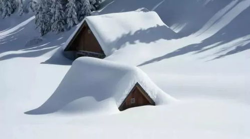 暖雪评测:移植成功之谜揭晓 暖雪评测:移植成功之谜揭晓