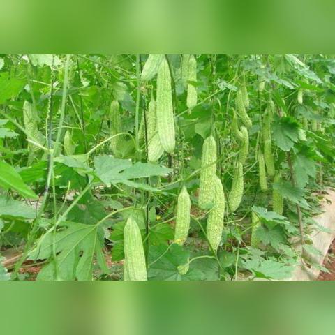十万个冷笑话手游评测:32个笑点,告别无聊! 十万个冷笑话手游评测:32个笑点,告别无聊!