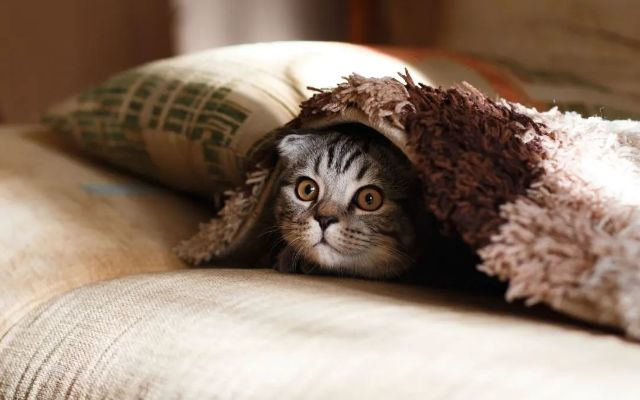 《探秘都市萌宠：小猫咪登陆PS平台，萌动你的心》