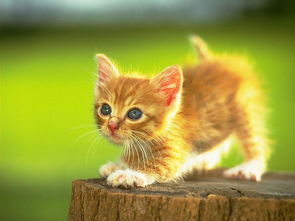 开封醉花阴猫戏位置查询 燕云十六声猫戏地点全览