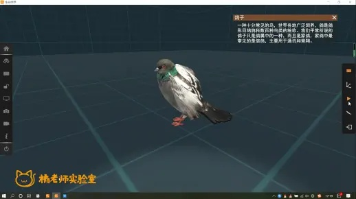 开放空间鸽技能解析 开放空间鸽技能解析