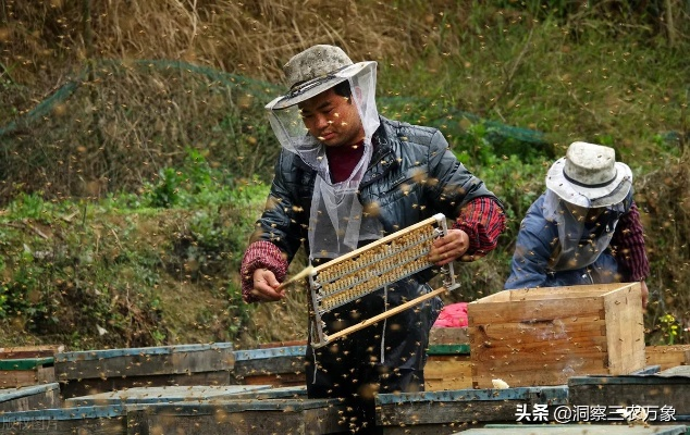 蜜蜂养殖攻略：蜂蜜采集方法全解析