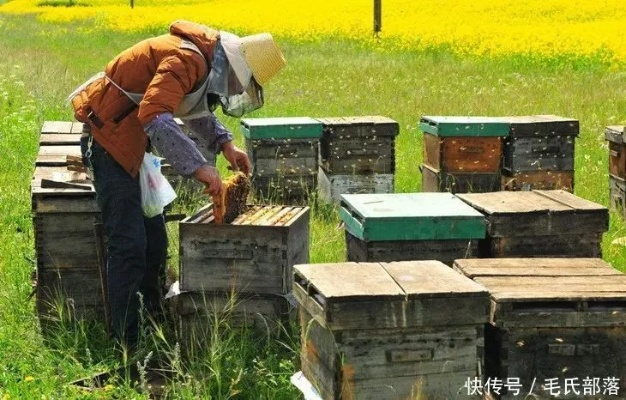 蜜蜂养殖攻略：蜂蜜采集方法全解析