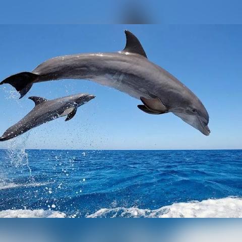 《我的世界水下生存指南:高效换气技巧揭秘》 《我的世界水下生存指南:高效换气技巧揭秘》